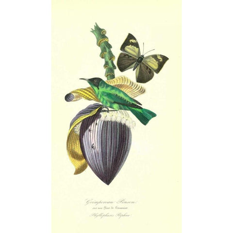 Finch on Flower of Banana Gold Ornate Wood Framed Art Print with Double Matting by Anonymous, 1842