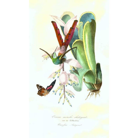 Humming Bird on Bromeliad Gold Ornate Wood Framed Art Print with Double Matting by Anonymous, 1842