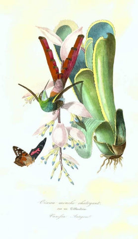 Humming Bird on Bromeliad Black Ornate Wood Framed Art Print with Double Matting by Anonymous, 1842