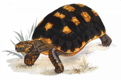 Tortoise, Carbonaria White Modern Wood Framed Art Print with Double Matting by Sowerby, James