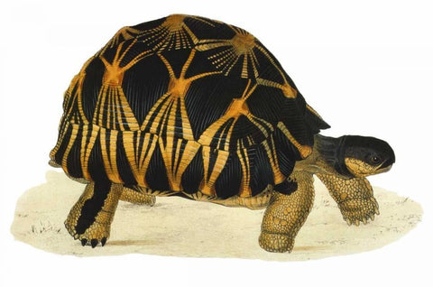 Tortoise, Radiata Black Ornate Wood Framed Art Print with Double Matting by Sowerby, James