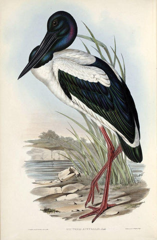Australian Stork White Modern Wood Framed Art Print with Double Matting by Gould, John