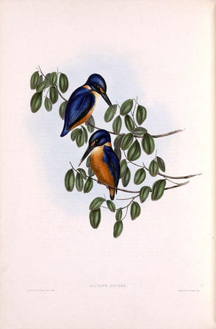 Azure Kingfisher White Modern Wood Framed Art Print with Double Matting by Gould, John