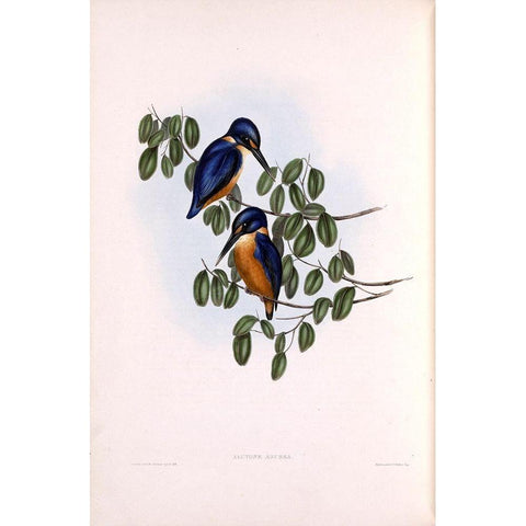 Azure Kingfisher Gold Ornate Wood Framed Art Print with Double Matting by Gould, John