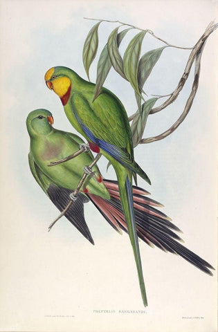Barrabands Parakeet Black Ornate Wood Framed Art Print with Double Matting by Gould, John