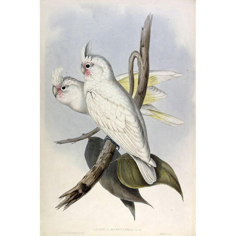 Blood stained Cockatoo Gold Ornate Wood Framed Art Print with Double Matting by Gould, John