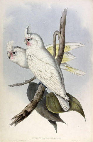 Blood stained Cockatoo Black Ornate Wood Framed Art Print with Double Matting by Gould, John
