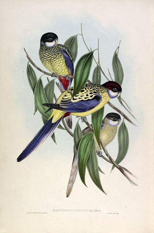 Browns Parakeet Black Ornate Wood Framed Art Print with Double Matting by Gould, John