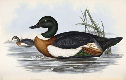 Chestnut Coloured Shieldrake Black Ornate Wood Framed Art Print with Double Matting by Gould, John