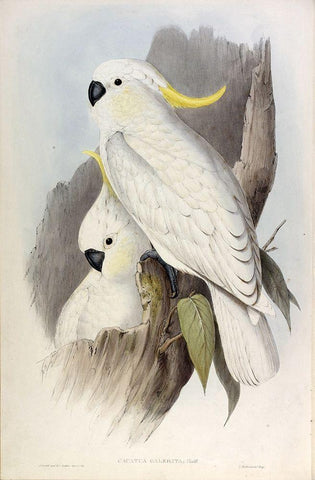 Crested Cockatoo White Modern Wood Framed Art Print with Double Matting by Gould, John