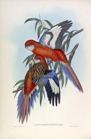 Fiery Parakeet White Modern Wood Framed Art Print with Double Matting by Gould, John