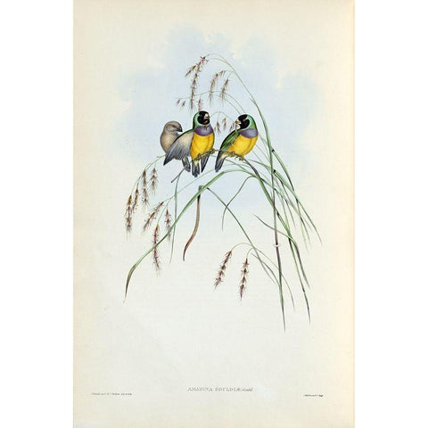 Gouldian Finch Gold Ornate Wood Framed Art Print with Double Matting by Gould, John