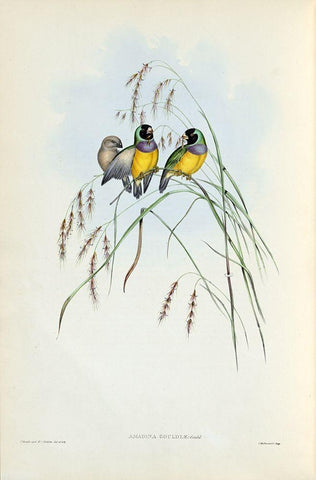 Gouldian Finch White Modern Wood Framed Art Print with Double Matting by Gould, John