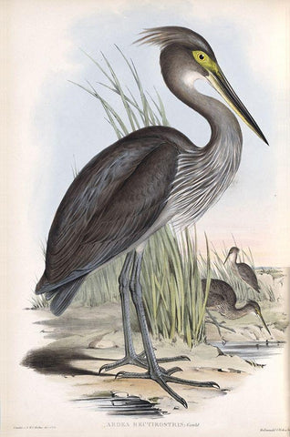 Grey Billed Heron Black Ornate Wood Framed Art Print with Double Matting by Gould, John
