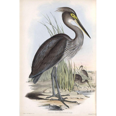 Grey Billed Heron Gold Ornate Wood Framed Art Print with Double Matting by Gould, John