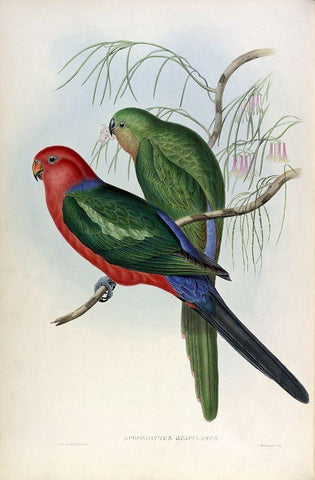 King Lory White Modern Wood Framed Art Print with Double Matting by Gould, John