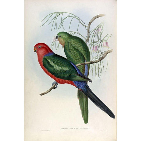 King Lory Gold Ornate Wood Framed Art Print with Double Matting by Gould, John