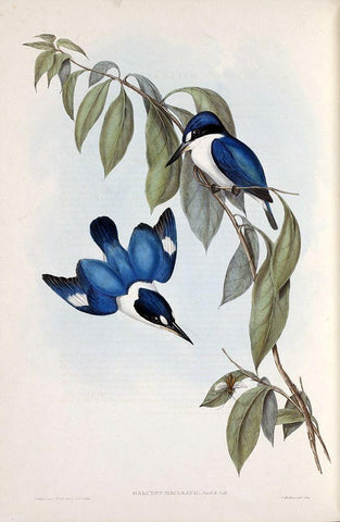 MacLeays Halcyon, Kingfisher Black Ornate Wood Framed Art Print with Double Matting by Gould, John