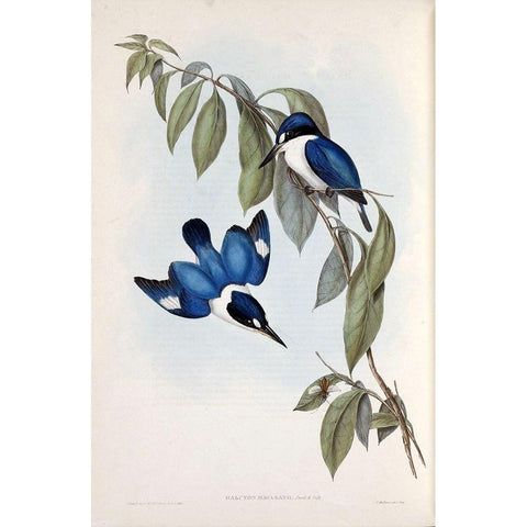 MacLeays Halcyon, Kingfisher Gold Ornate Wood Framed Art Print with Double Matting by Gould, John