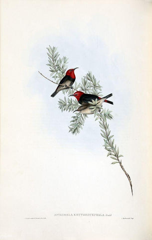 Red Headed Honey Eater White Modern Wood Framed Art Print with Double Matting by Gould, John