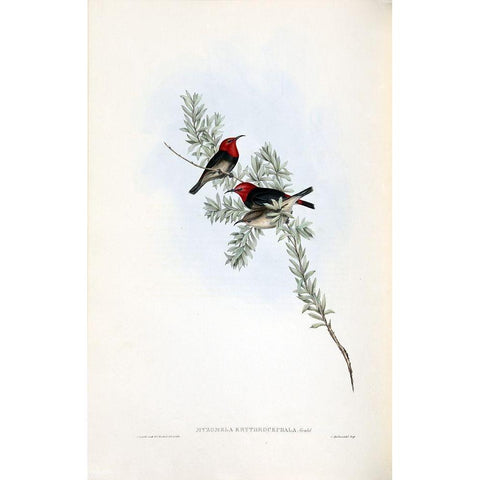 Red Headed Honey Eater Black Modern Wood Framed Art Print with Double Matting by Gould, John