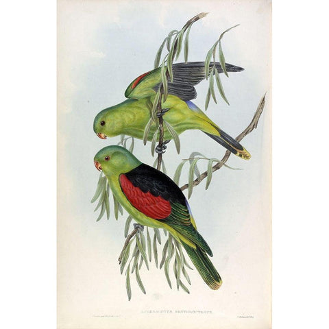 Red Winged Lory Gold Ornate Wood Framed Art Print with Double Matting by Gould, John