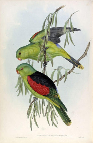 Red Winged Lory White Modern Wood Framed Art Print with Double Matting by Gould, John