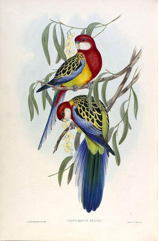 Rose Hil Parakeet Black Ornate Wood Framed Art Print with Double Matting by Gould, John