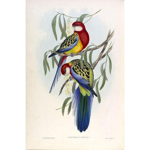 Rose Hil Parakeet Gold Ornate Wood Framed Art Print with Double Matting by Gould, John