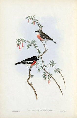 Scarlet Breasted Robin  White Modern Wood Framed Art Print with Double Matting by Gould, John