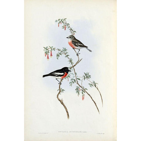 Scarlet Breasted Robin  Gold Ornate Wood Framed Art Print with Double Matting by Gould, John