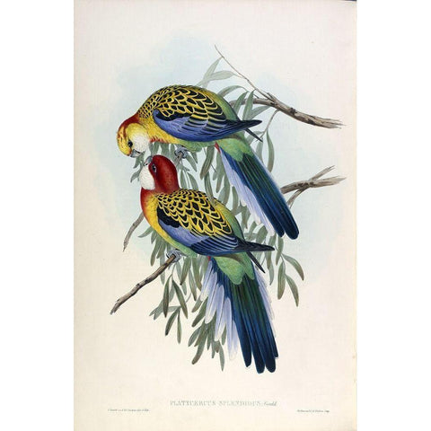 Splendid Parakeet Gold Ornate Wood Framed Art Print with Double Matting by Gould, John