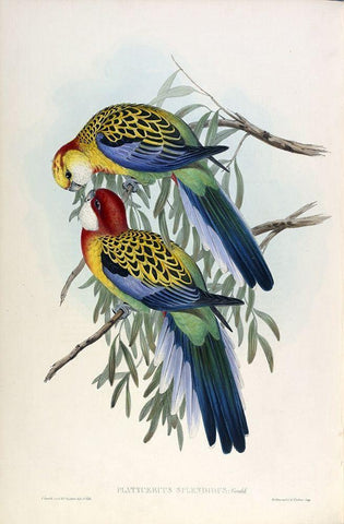Splendid Parakeet Black Ornate Wood Framed Art Print with Double Matting by Gould, John
