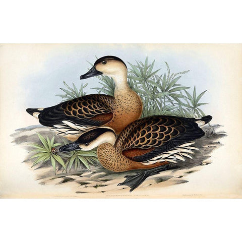 Whistling Duck Gold Ornate Wood Framed Art Print with Double Matting by Gould, John