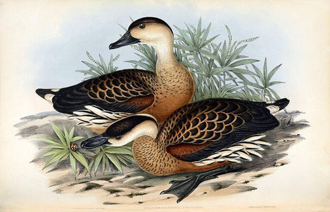 Whistling Duck Black Ornate Wood Framed Art Print with Double Matting by Gould, John