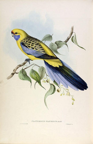 Yellow Rumped Parakeet Black Ornate Wood Framed Art Print with Double Matting by Gould, John