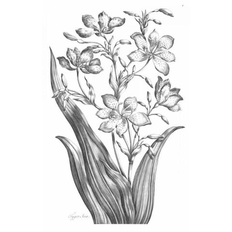 Tiger Ixia Black Modern Wood Framed Art Print with Double Matting by Hill, John