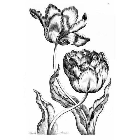 Double Oriflamme Gold Ornate Wood Framed Art Print with Double Matting by Hill, John