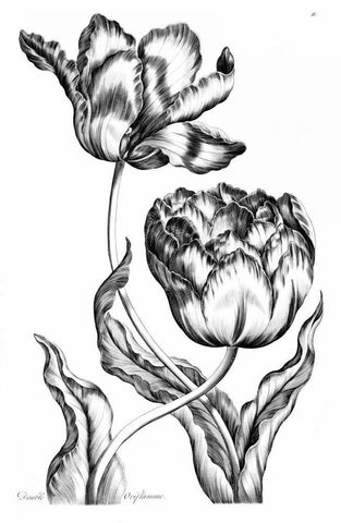 Double Oriflamme White Modern Wood Framed Art Print with Double Matting by Hill, John