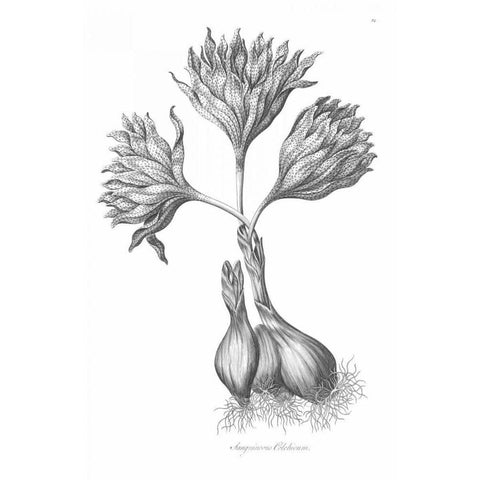 Sanguineous Colchicum Gold Ornate Wood Framed Art Print with Double Matting by Hill, John