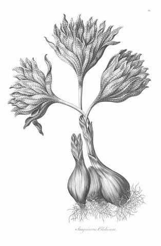 Sanguineous Colchicum Black Ornate Wood Framed Art Print with Double Matting by Hill, John