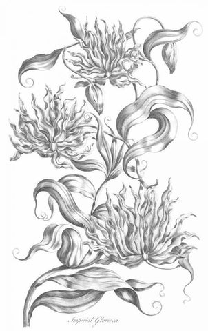 Imperial Gloriosa White Modern Wood Framed Art Print with Double Matting by Hill, John