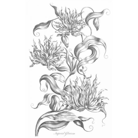 Imperial Gloriosa Gold Ornate Wood Framed Art Print with Double Matting by Hill, John