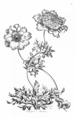 Complete Anemony Black Ornate Wood Framed Art Print with Double Matting by Hill, John
