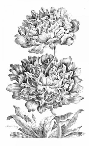 Heroic Peony White Modern Wood Framed Art Print with Double Matting by Hill, John