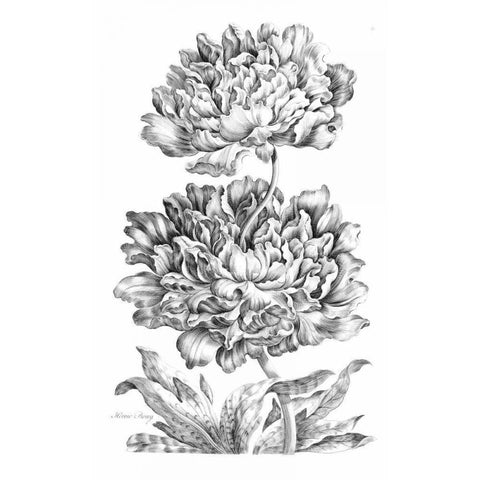 Heroic Peony Gold Ornate Wood Framed Art Print with Double Matting by Hill, John