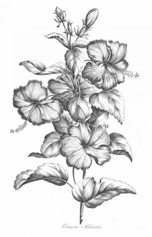 Crimson Hibiscus White Modern Wood Framed Art Print with Double Matting by Hill, John