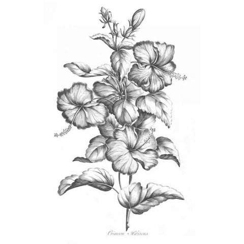 Crimson Hibiscus Gold Ornate Wood Framed Art Print with Double Matting by Hill, John