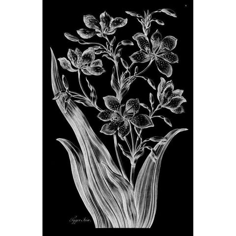 Tiger Ixia Gold Ornate Wood Framed Art Print with Double Matting by Hill, John