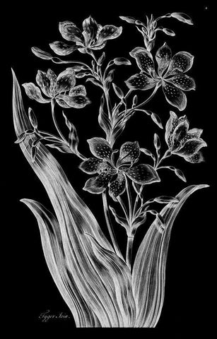 Tiger Ixia White Modern Wood Framed Art Print with Double Matting by Hill, John